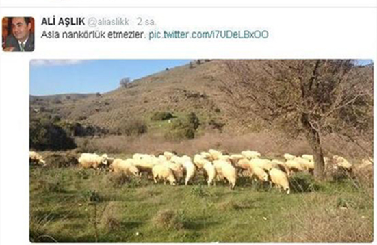 AKP'li vekilden 'manidar' tweet: Halkı koyun yerine koydu!